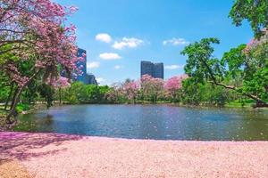 les fleurs des trompettes roses fleurissent dans le parc public de bangkok, en thaïlande photo