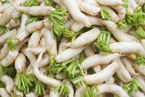 radis daikon. raphanus sativus var. longipinnatus. il également connu sous le nom de radis blanc, radis japonais, radis chinois, radis d'hiver et luobo, est populaire dans les cuisines japonaise, chinoise et asiatique. photo