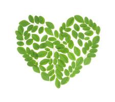 feuilles de pilon en forme d'amour. moringa olefera, feuilles de moringa sur fond blanc photo