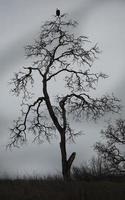 un pygargue à tête blanche américain que j'ai repéré au sommet d'un petit arbre à sonoma, en californie photo