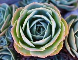 une photo en gros plan d'un jardin succulent coloré.