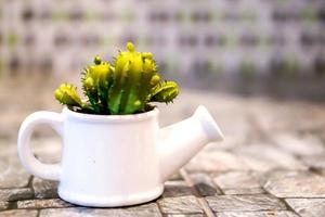 cactus dans un vase en céramique de douche décorative blanche sur sol en pierre et arrière-plan flou. photo