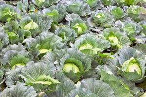 Plantation de chou blanc, Brassica oleracea photo