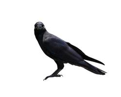 corbeau ou corbeau isolé sur fond blanc, oiseau noir photo