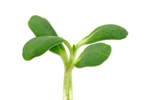 pousse de tournesol fraîche isolée sur fond blanc, motif de feuilles vertes, ingrédient de salade photo