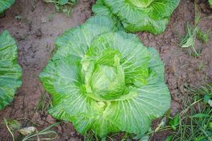 Chou blanc frais, Brassica oleracea photo