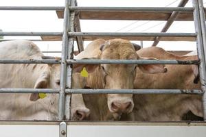 camion transport bovins de boucherie vache bétail photo