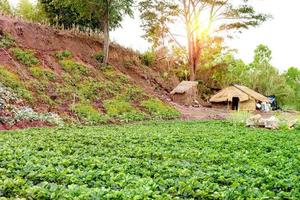 plantation de fraises avec chalet photo