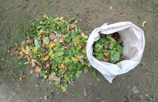 feuilles de boutures préparation pour le compost organique photo