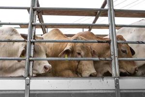 camion transport bovins de boucherie vache bétail photo