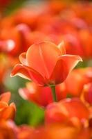 tulipe rouge tiges en plein air photo
