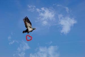 transmettre l'amour avec une colombe volante photo