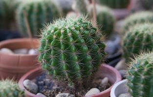 cactus vert en pot