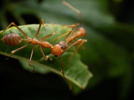 Close up shoot de fourmis rouges sur une feuille photo