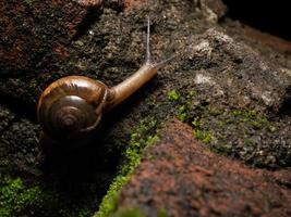 gros plan d'un escargot de jardin photo