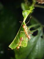 Close up shoot de fourmis rouges sur une feuille photo