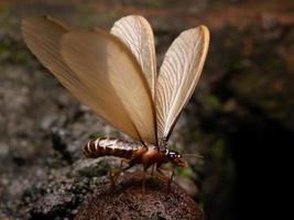 image d'un termite alates photo
