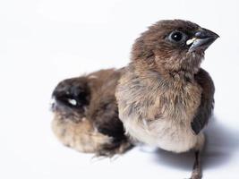 photo d'un bébé oiseau munia de java