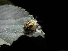 gros plan sur une coccinelle dorée photo