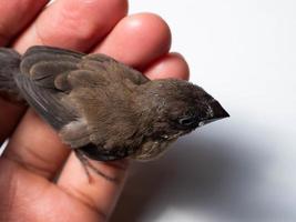 photo d'un bébé oiseau munia de java