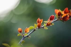 belle plante nature environnement photo