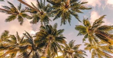 concept de fond d'arbres tropicaux. cocotiers et ciel bleu paisible. fond de nature d'été exotique, feuilles vertes, paysage naturel. île tropicale d'été, modèle de vacances ou de vacances photo