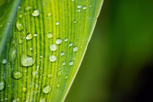 gros plan de gouttes de pluie sur feuille verte. nature macro, art abstrait fond de printemps feuille verte naturelle avec goutte de pluie après la tempête dans la forêt tropicale. laisse un fond vert avec une goutte de pluie. vue de dessus photo