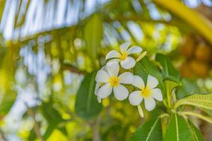 fleurs de plumeria blanches et jaunes fleurissant sur l'arbre, frangipanier, fleurs tropicales. douce lumière du soleil sur une fleur exotique en fleurs avec un paysage de jardin tropical bokeh flou. gros plan de la nature de l'île photo