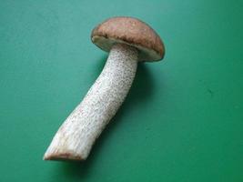 champignons comestibles forestiers frais sur fond vert photo