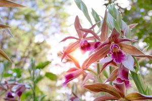 belles fleurs d'orchidées en fleurs ou phaius tankervilleae blume photo