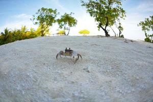 crabe sur une plage de sable blanc photo