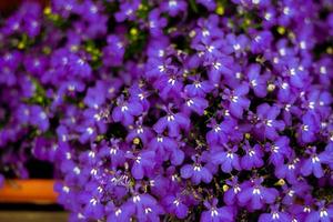 photo lumineux petites fleurs violettes fond f cartes postales