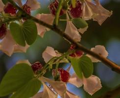 l'orchidée fleurit sur l'arbre photo