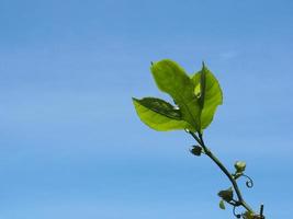 focus de feuille verte sur fond de ciel bleu photo