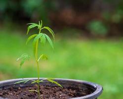 gros plan de jeunes plants de cannabis poussant dans le sol. et les tiges noires attendant que le jour pousse, est une herbe médicalement utile. dans certains pays, il est encore considéré comme une drogue grave. et c'est aussi illégal. photo