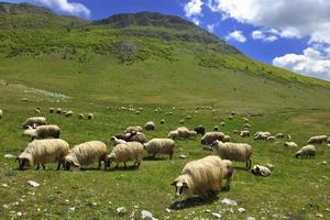 moutons dans la nature photo