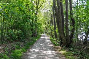 belle vue sur une forêt verte dense avec une lumière du soleil brillante projetant une ombre profonde photo