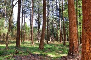 belle vue sur une forêt verte dense avec une lumière du soleil brillante projetant une ombre profonde photo