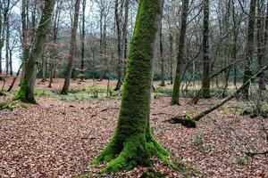 belle vue sur une forêt verte dense avec une lumière du soleil brillante projetant une ombre profonde photo