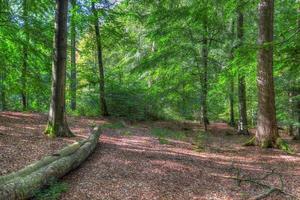 belle vue sur une forêt verte dense avec une lumière du soleil brillante projetant une ombre profonde photo