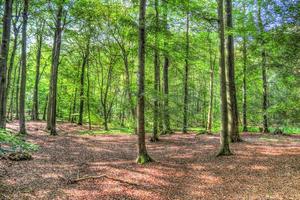 belle vue sur une forêt verte dense avec une lumière du soleil brillante projetant une ombre profonde photo