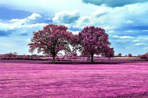 belles photos infrarouges roses d'un paysage d'europe du nord avec un ciel bleu profond