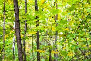 brindilles avec des feuilles d'érable vertes et jaunes dans la forêt photo