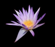 nymphaea ou nénuphar ou fleurs de lotus. gros plan fleur de lotus bleu-violet isolé sur fond blanc. le côté du nénuphar. photo