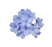 belles fleurs bleues de cape leadwort ou plumbago auriculata arbre. gros plan petit bouquet de fleurs bleues isolé sur fond blanc. photo