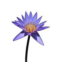 nymphaea ou nénuphar ou fleurs de lotus. gros plan fleur de lotus bleu-violet isolé sur fond blanc. le côté du nénuphar. photo