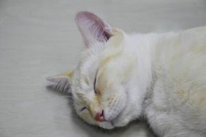 gros plan sur le visage d'un chat endormi photo