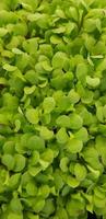 stellaria media ou stellaire moyenne ou petite oreille de souris est une plante à fleurs annuelle de la famille des carnations caryophllaceae.elle est cultivée comme culture légumière et couvre-sol photo