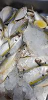 poissons frais crus carangues à rayures jaunes, carangues à rayures jaunes, carangues à bandes jaunes, carangues à queue lisse photo