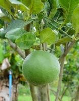 fruit de pomelo sur son arbre photo